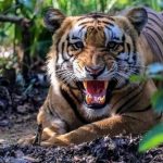 बाघ नियन्त्रणमा लिन हात्तीसहितको प्राविधिक टोली परिचालन