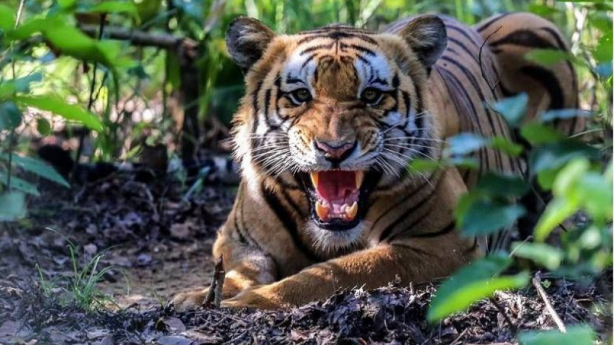 बाघ नियन्त्रणमा लिन हात्तीसहितको प्राविधिक टोली परिचालन