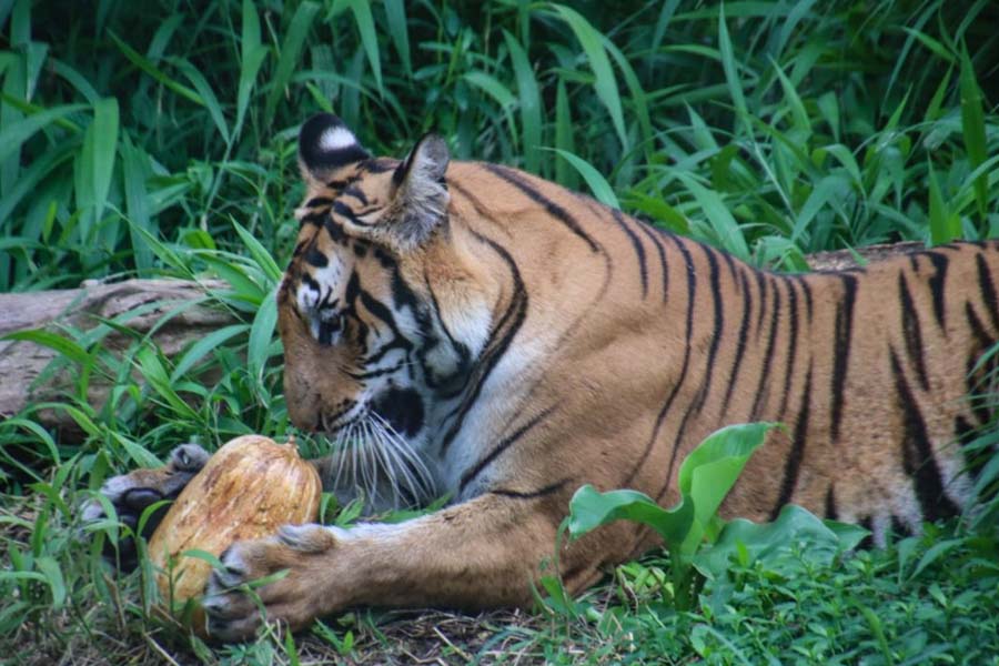 विश्व बाघ दिवस : नेपालमा बाघको सङ्ख्या ‘धान्ने क्षमता’ चार सय