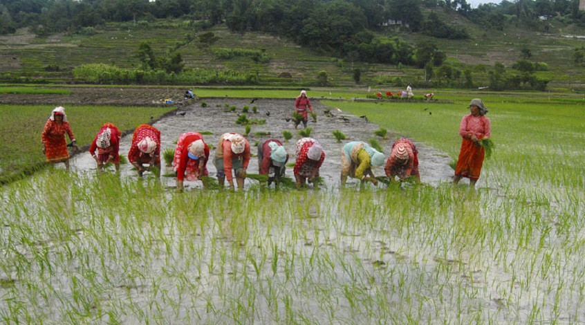 असार सकिनै लाग्दा देशभर ५९ प्रतिशत धान रोपाइँ सकियो, सुदूरपश्चिममा सबैभन्दा धेरै