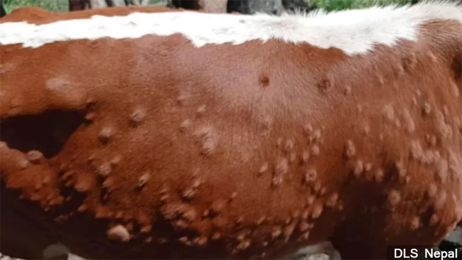 लम्पी स्किनबाट चितवनमा ३० गाईगोरु मरे