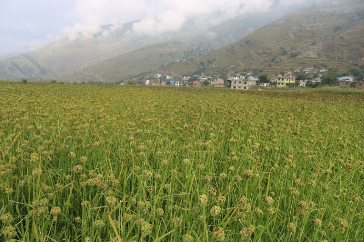 आज राष्ट्रिय कोदो दिवस मनाइँदै