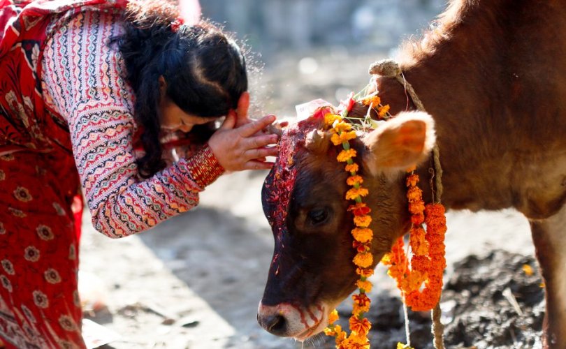 तिहारको आज पाँचौँ दिन : गोरु, गोवर्द्धन र हलि पूजा