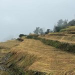 बेमौसमी वर्षाले सुनसरीमा दुई अर्ब बढीको कृषिउपज नष्ट