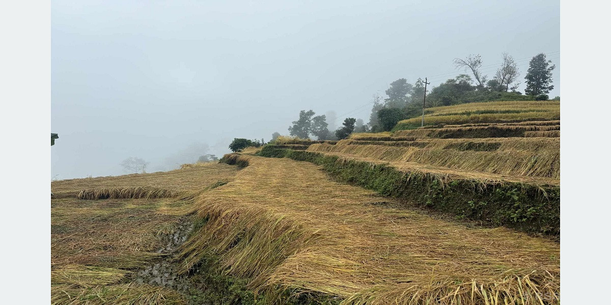 बेमौसमी वर्षाले सुनसरीमा दुई अर्ब बढीको कृषिउपज नष्ट