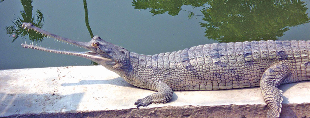 राप्ती र नारायणी नदीमा घडियाल गणना तथा अनुगमन सुरु