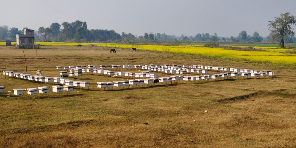 महबाटै करोडको कारोबार गर्नुहुन्छ विनोद हमाल