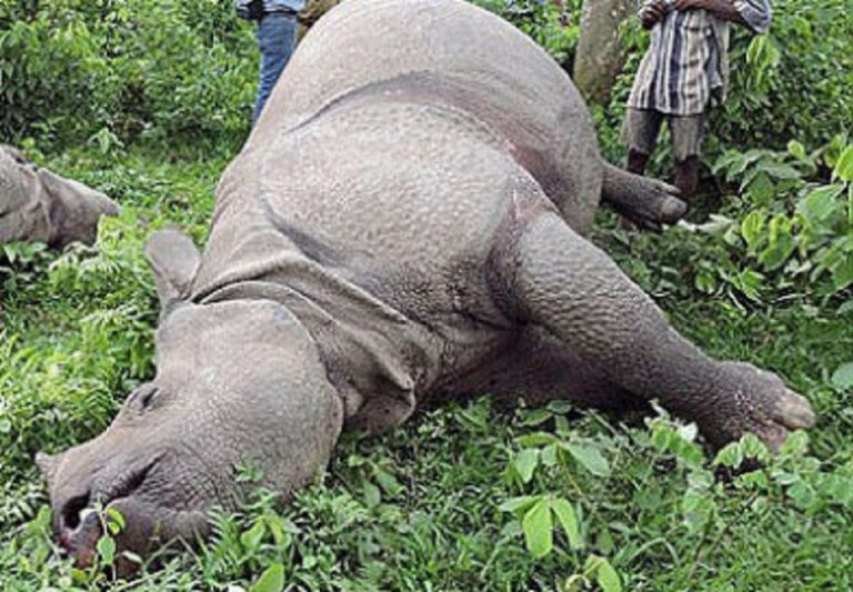 चितवन राष्ट्रिय निकुञ्ज र आसपासका क्षेत्रमा नौ गैँडाको मृत्यु