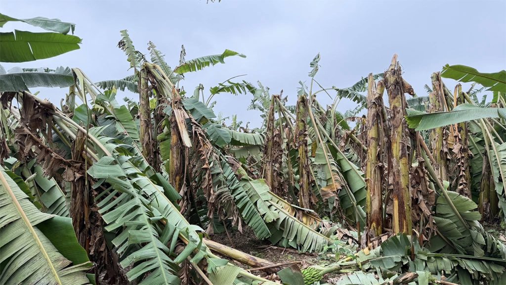 हावाहुरीले झापाको व्यवसायिक केरा खेतीमा ठूलो क्षति