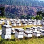 चितवनमा सोमबारदेखि मौरीसम्बन्धी अन्तर्राष्ट्रिय सम्मेल हुँदै