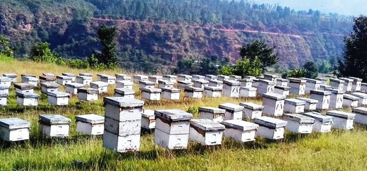 चितवनमा सोमबारदेखि मौरीसम्बन्धी अन्तर्राष्ट्रिय सम्मेल हुँदै