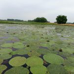 धान खेतमा पहिलो पटक मखना खेती