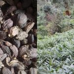 हाङपाङमा असार १२ र १३ गते प्रदेशस्तरीय अलैँची महोत्सव हुँदै