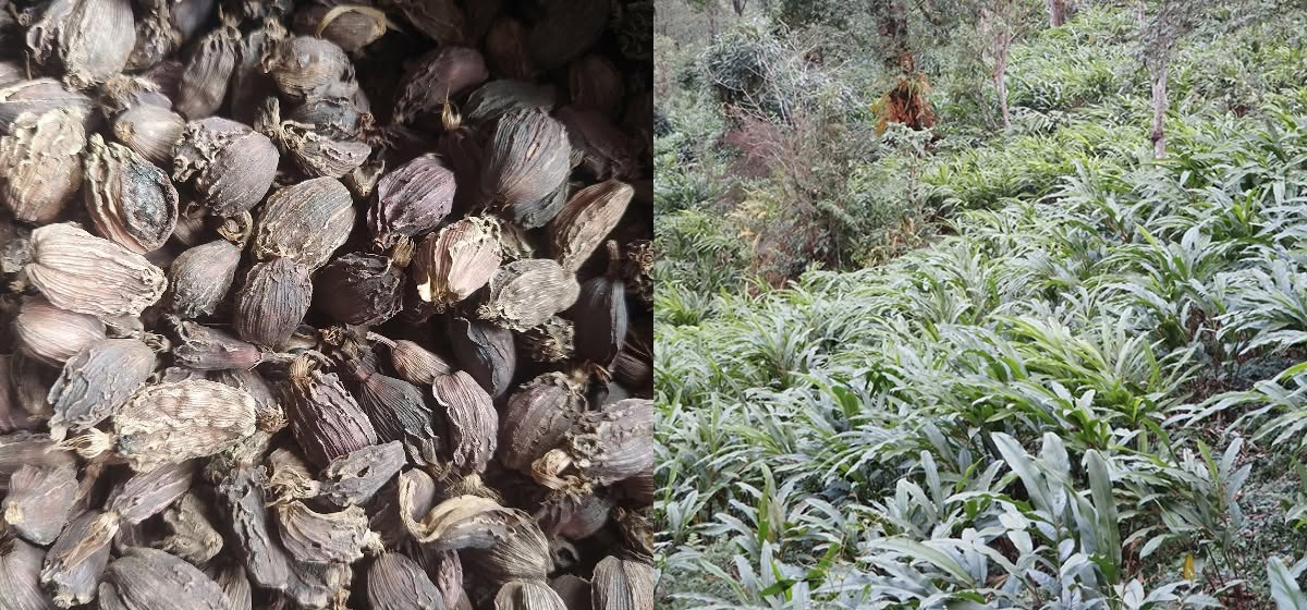 हाङपाङमा असार १२ र १३ गते प्रदेशस्तरीय अलैँची महोत्सव हुँदै